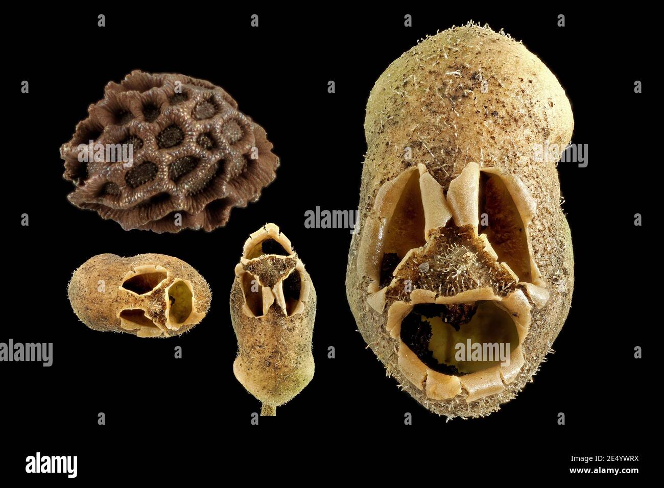 Antirrhinum majus, Snapdragon, Garten-Löwenmaul, primo piano, frutta e semi Foto Stock