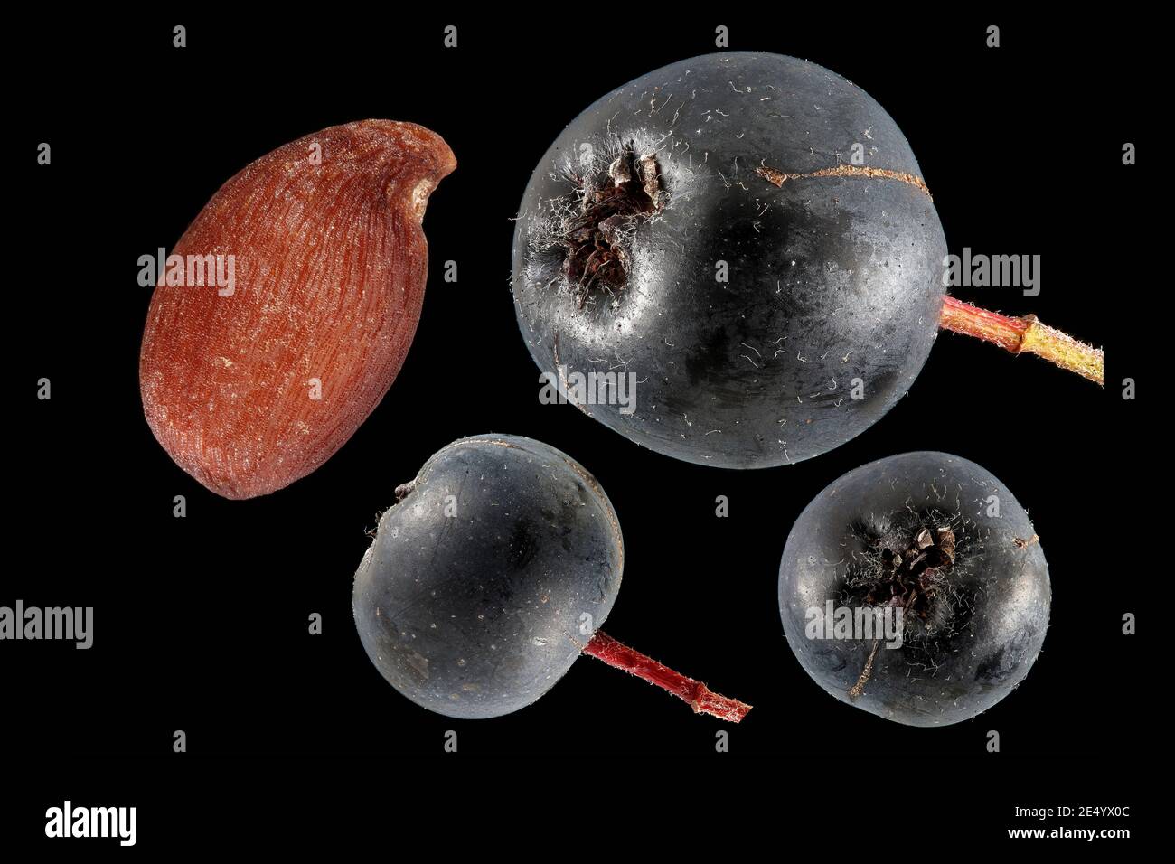 Aronia melanocarpa, Black chokeberry, Schwarze Apfelbeere, primo piano, frutta e semi Foto Stock