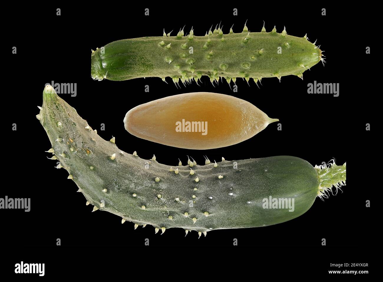 Cucumis sativus, Cetriolo, Gurke, primo piano, frutta e semi Foto Stock