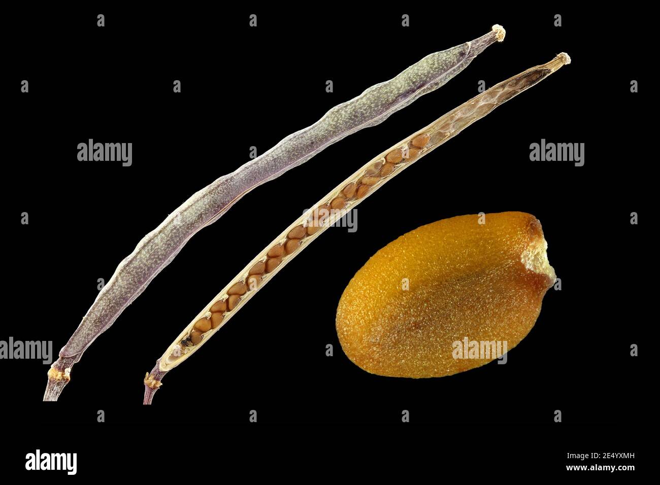 Dipotaxis tenuifolia, razzo perenne, rucola, primo piano, frutti e semi Foto Stock