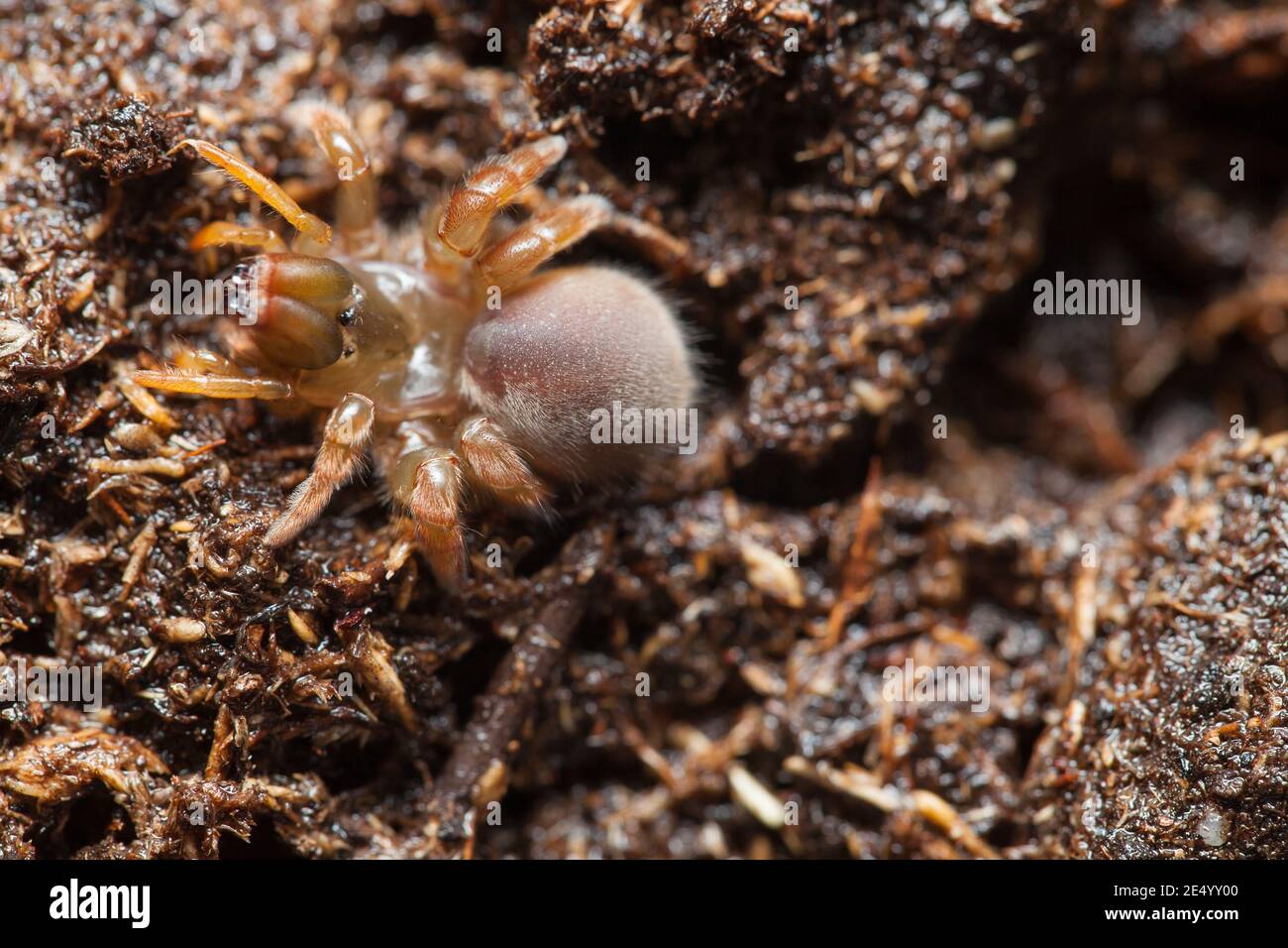 Ragno di porpora (Calommata signata) Foto Stock