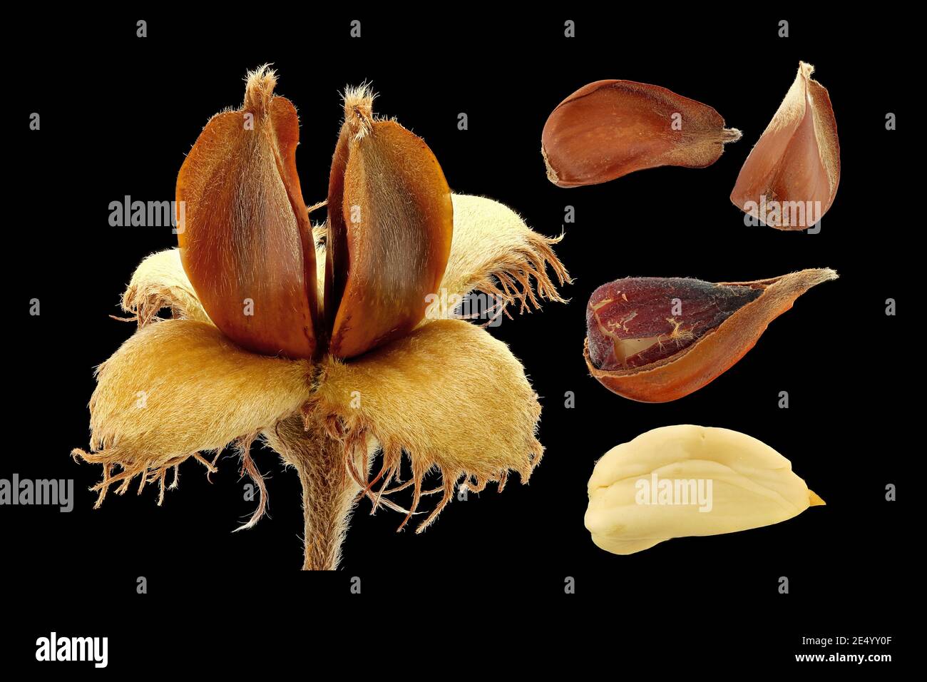 Fagus sylvatica, faggio europeo, Rotbuche, primo piano, frutta (noci) con semi Foto Stock