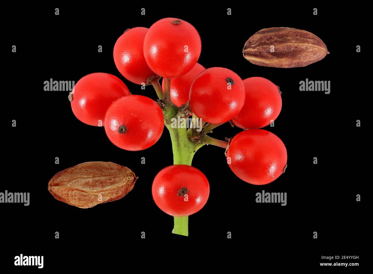 Ilex aquifolium, Holly, Stechpalme, primo piano, frutti e semi, frutti di bosco Foto Stock