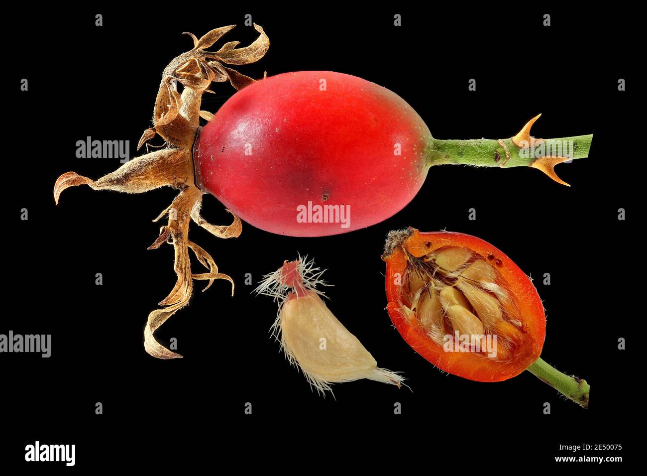 Rosa canina, rosa canina, rosa canina, rosa canina, rosa canina, hagebutte, primo piano, frutta e semi Foto Stock