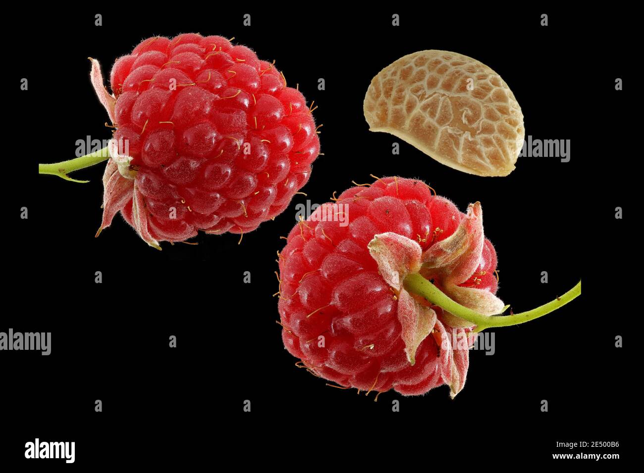 Rubus idaeus, Raspberry, Himbeere, primo piano, frutta e semi, frutti di bosco Foto Stock