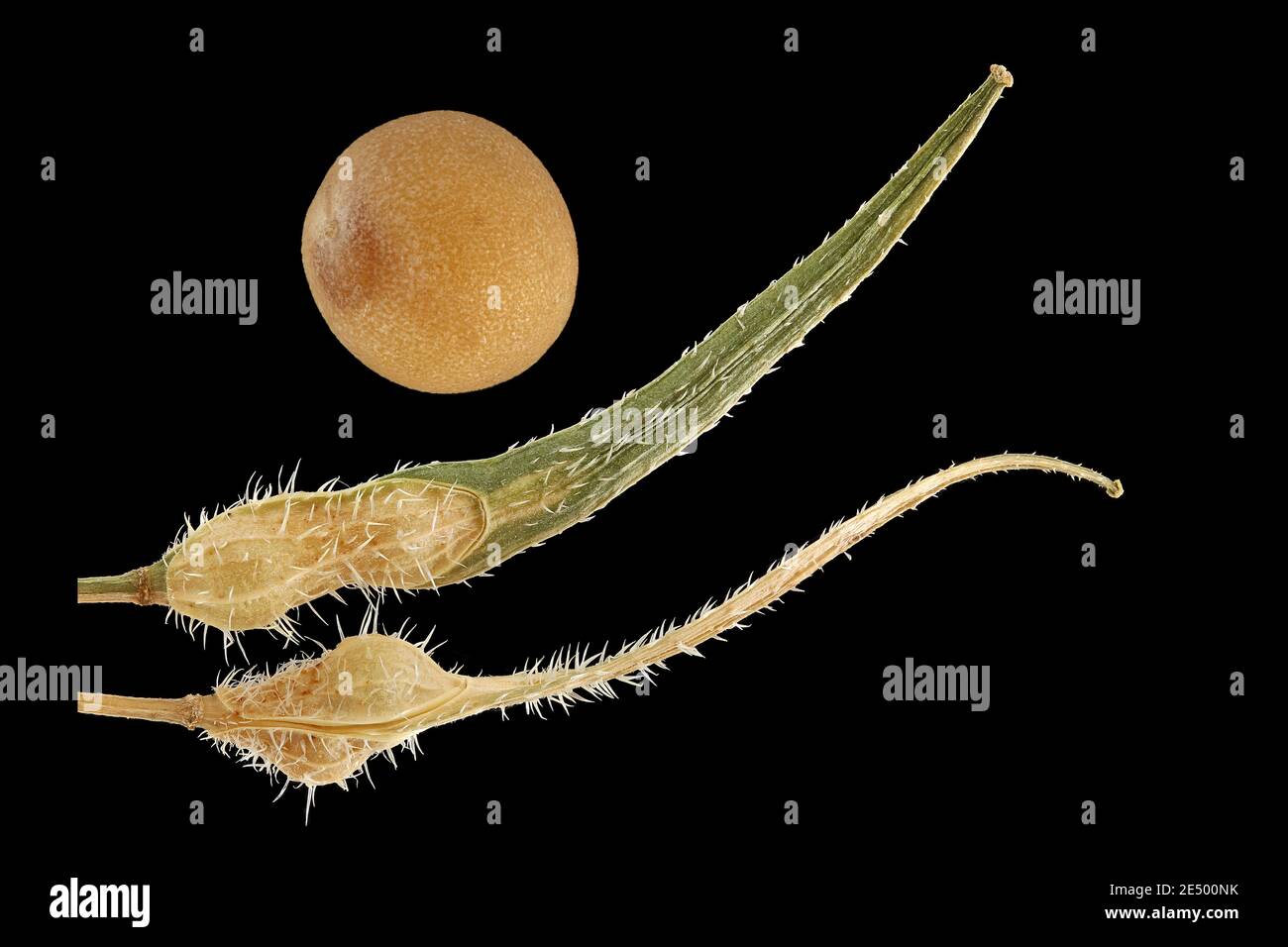 Sinapis alba, senape bianca, senf Weisser, frutta e semi Foto Stock