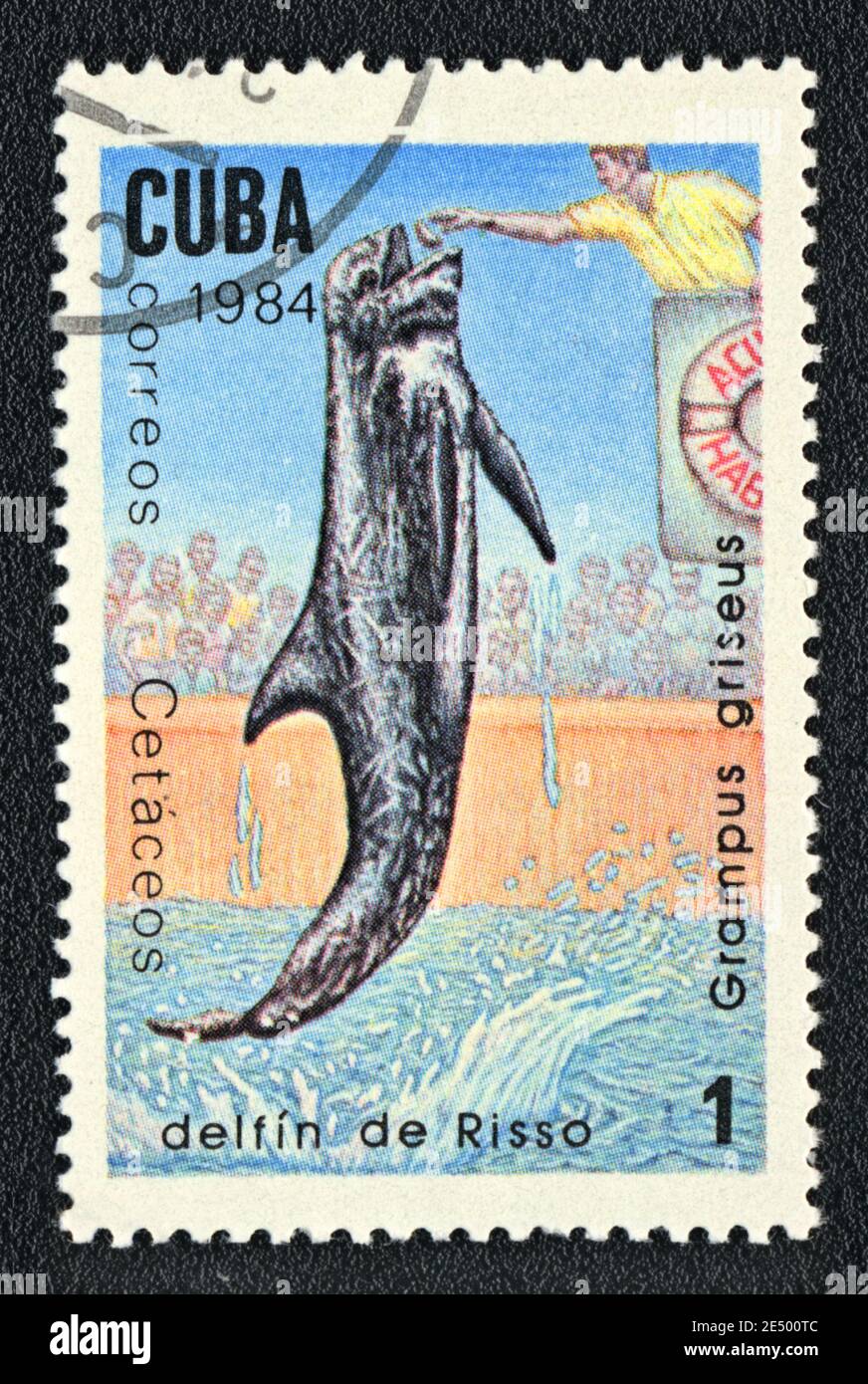 Il francobollo stampato a Cuba mostra Dolphin show (Grampus griseus), serie 'Sea Mammals', circa 1984 Foto Stock