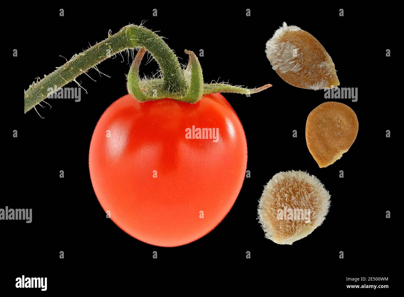 Solanum lycopersicum, pomodoro, pomodoro, primo piano, frutta e semi, bacca Foto Stock