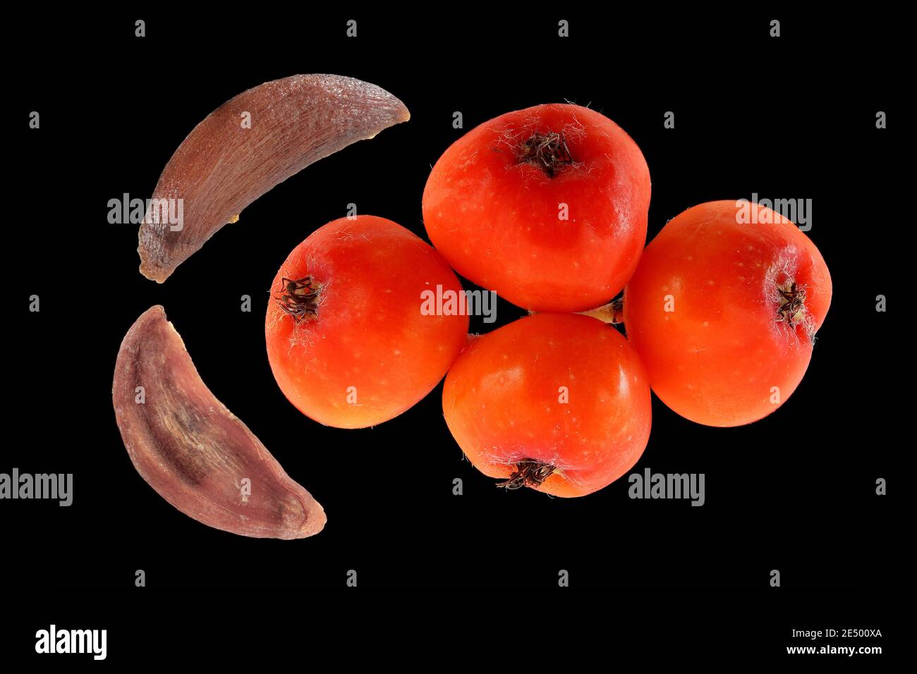 Sorbus aucuparia, Rowan, Vogelbeere, primo piano, frutta e semi Foto Stock