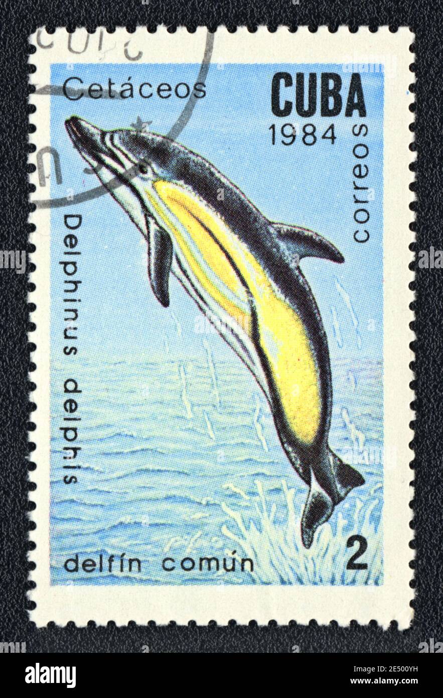 Il francobollo stampato a Cuba mostra un delfino comune (Delphinus delphis), serie 'SeaMammals', circa 1984 Foto Stock