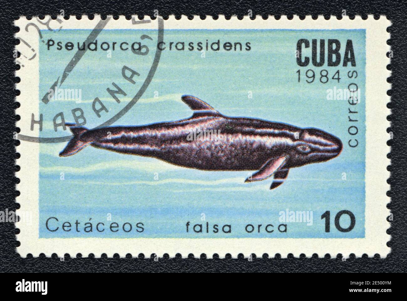 Il francobollo stampato a Cuba mostra un crassidens Pseudorca, serie 'SeaMammals', circa 1984 Foto Stock