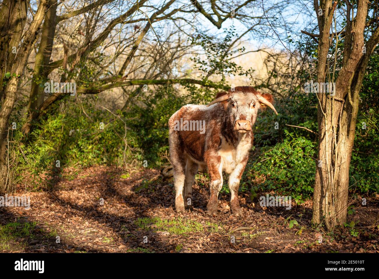 Young bull nei boschi della Bentley Priory Nature Reserve, Stanmore, Inghilterra Foto Stock