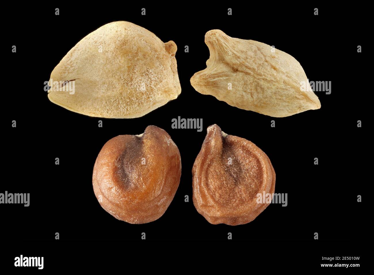 Spinacia oleracea, Spinach, Spinat, primo piano, frutta e semi Foto Stock