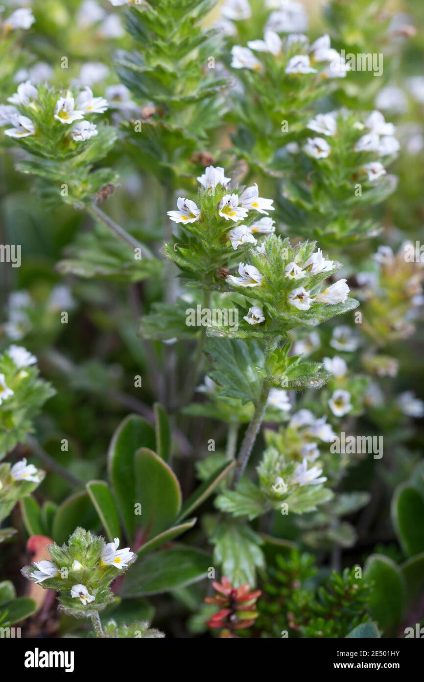 Nordischer Augentrost, Skandinavischer Augentrost, Augentrost, Eufrasia frigida, occhi settentrionali, occhi luminosi, Isola, Islanda Foto Stock