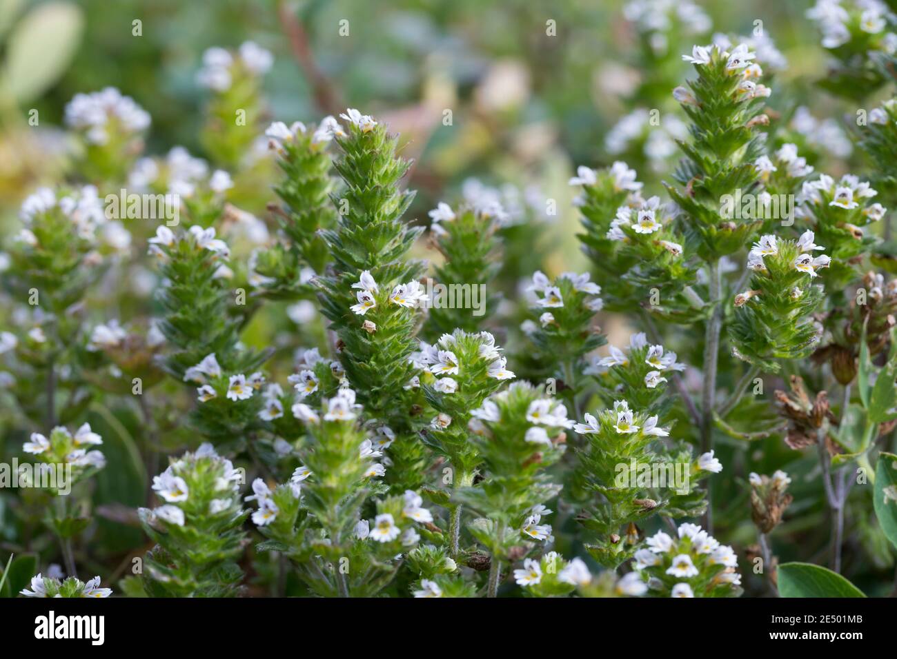 Nordischer Augentrost, Skandinavischer Augentrost, Augentrost, Eufrasia frigida, occhi settentrionali, occhi luminosi, Isola, Islanda Foto Stock