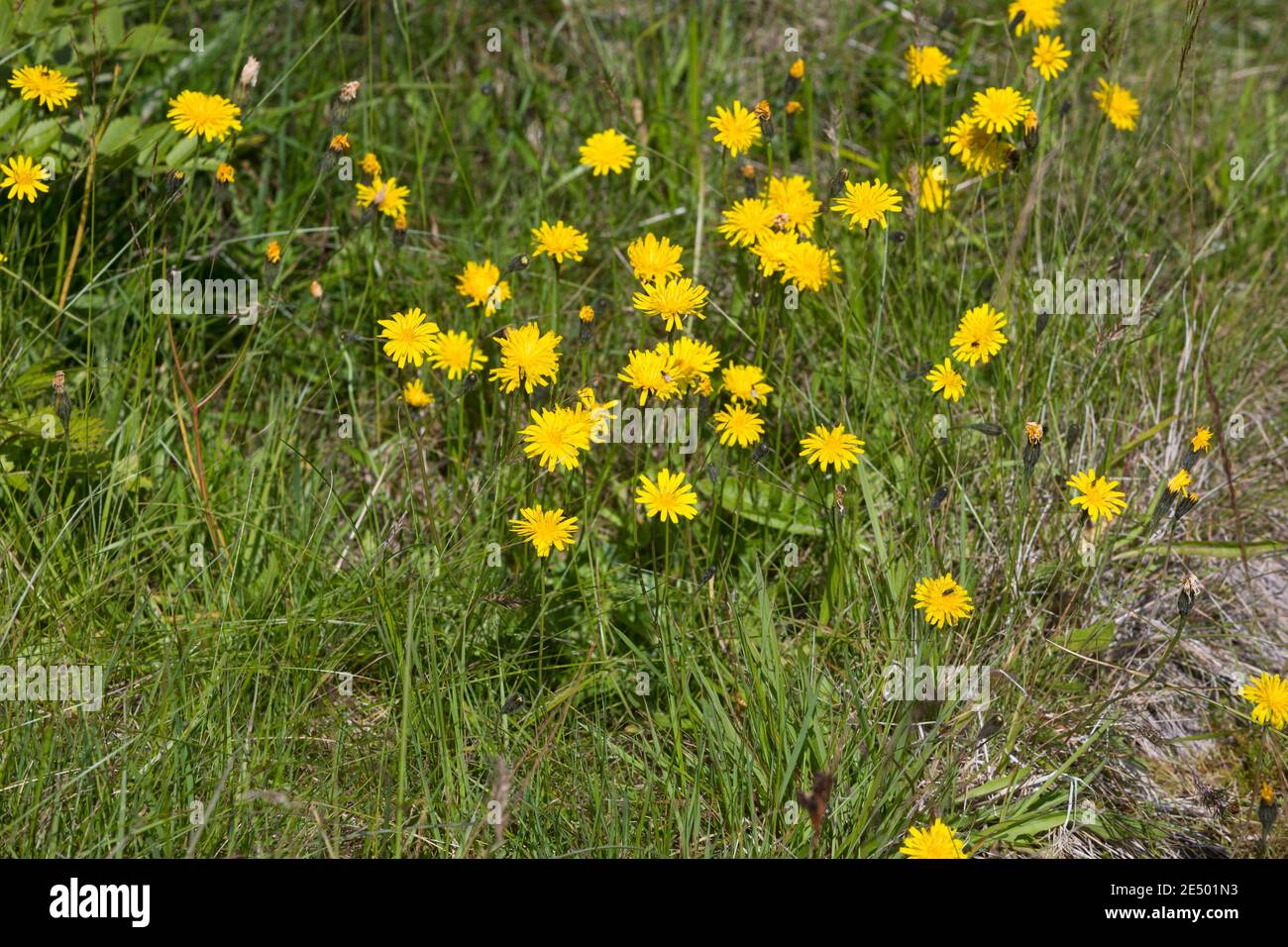 Herbst-Löwenzahn, Herbstlöwenzahn, Herbst-Schuppenlöwenzahn, Scorzoneroides autumnalis, Leontodon autumnalis, hawkbit autunnale, fall dandelion, le Liond Foto Stock
