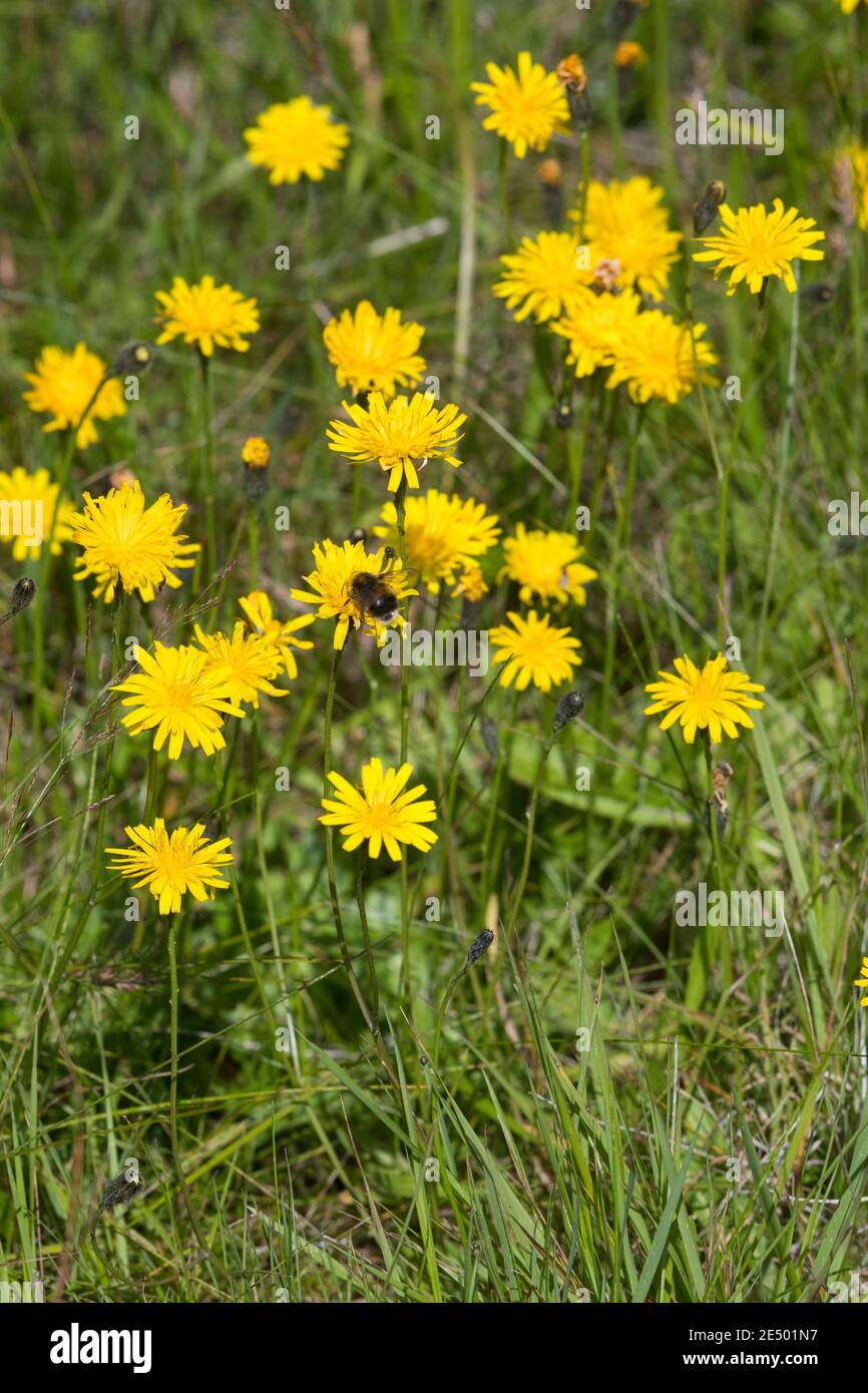Herbst-Löwenzahn, Herbstlöwenzahn, Herbst-Schuppenlöwenzahn, Scorzoneroides autumnalis, Leontodon autumnalis, hawkbit autunnale, fall dandelion, le Liond Foto Stock