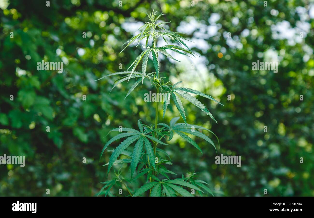 Pianta di cannabis su sfondo verde all'esterno. Piangere foglie di canapa in natura. La crescita di cespuglio di marijuana medica in giardino Foto Stock