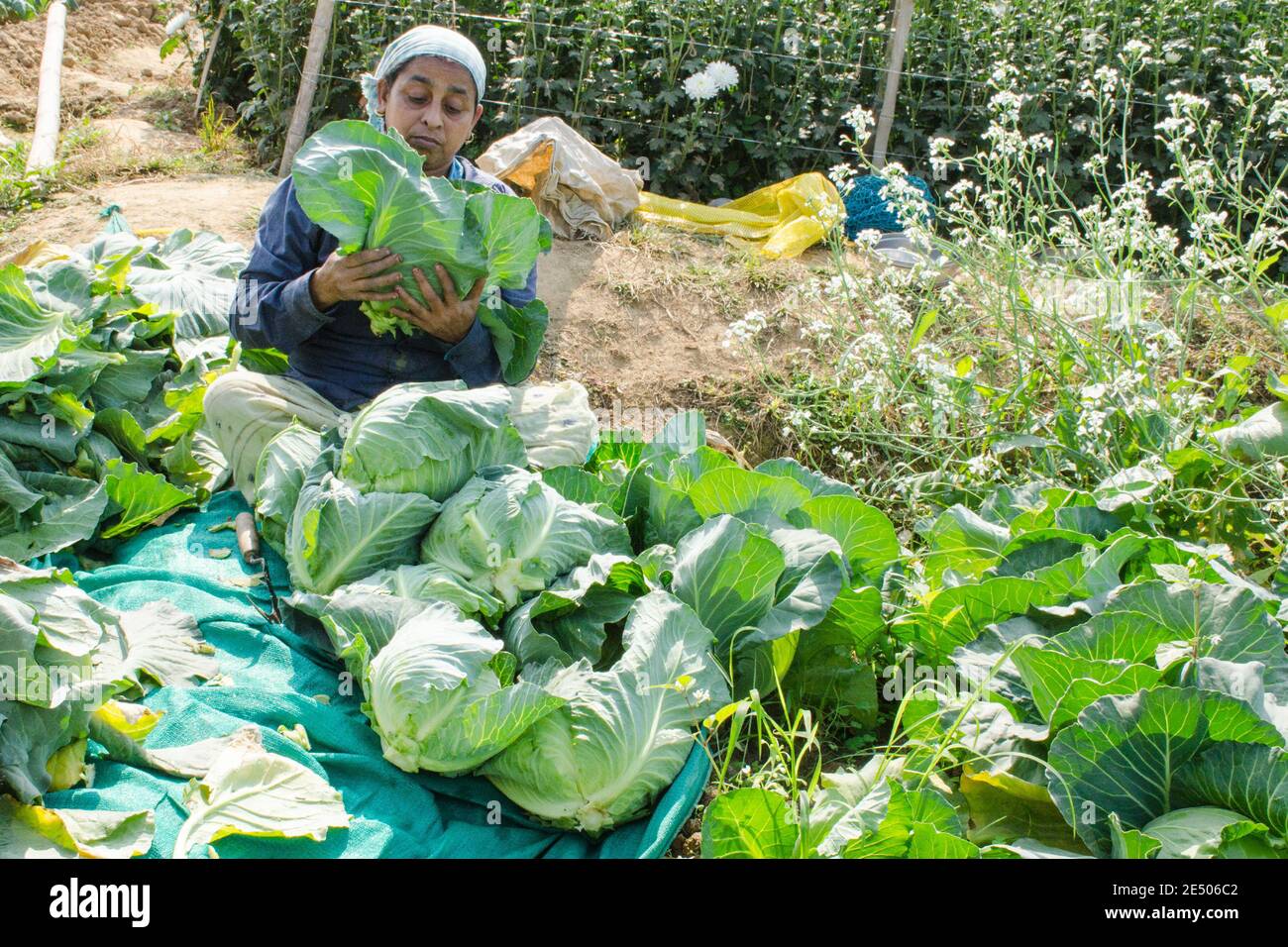 allevamento di cavoli nelle zone rurali del bengala occidentale dell'india Foto Stock
