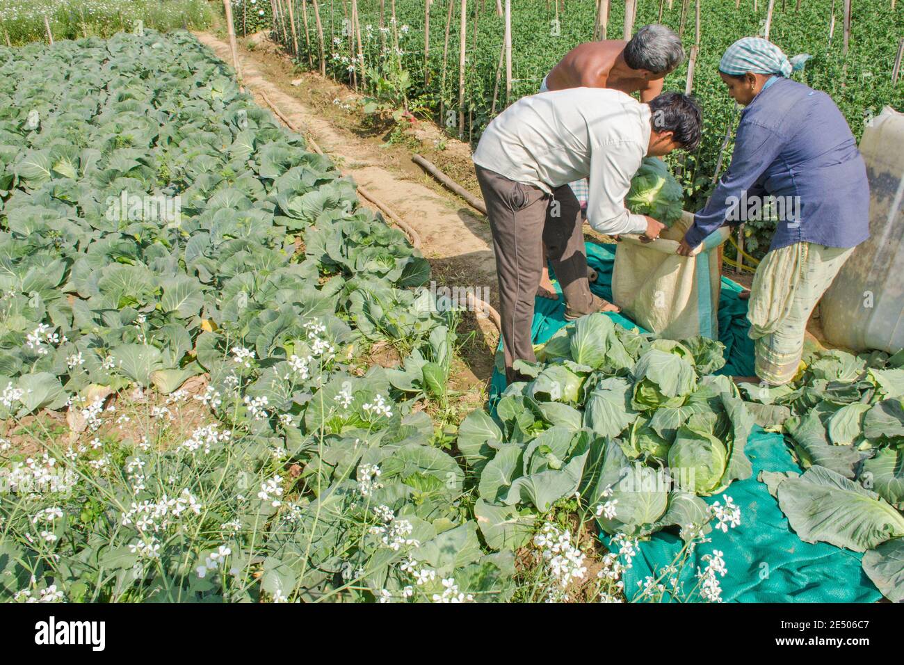allevamento di cavoli nelle zone rurali del bengala occidentale dell'india Foto Stock