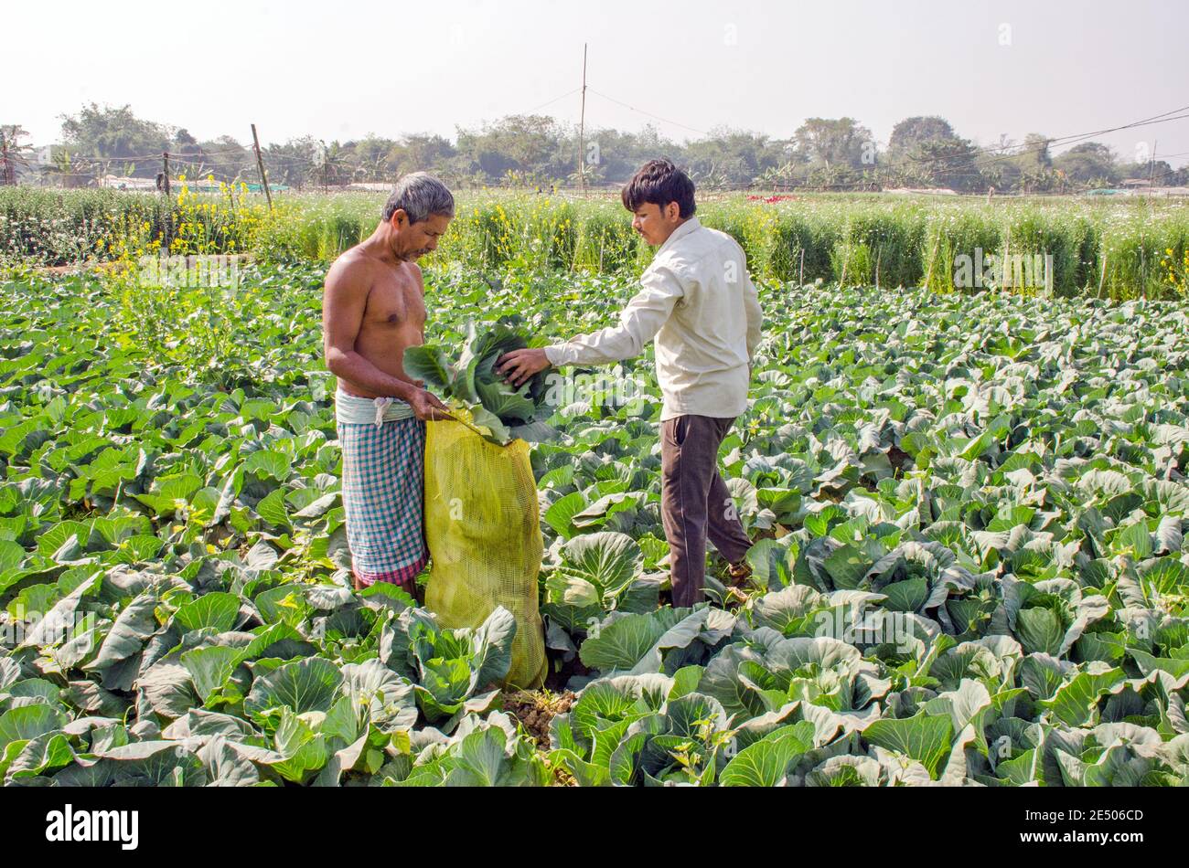 allevamento di cavoli nelle zone rurali del bengala occidentale dell'india Foto Stock