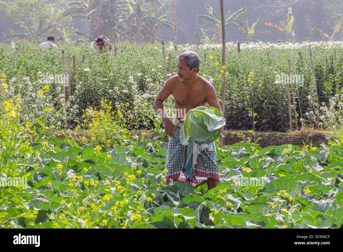 allevamento di cavoli nelle zone rurali del bengala occidentale dell'india Foto Stock