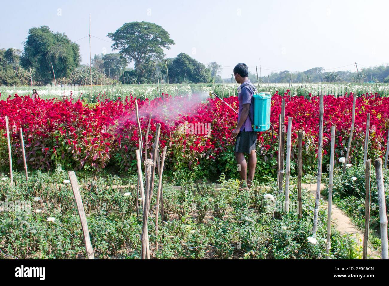 Immagine di un campo di fiori di Nadia rurale. Il coltivatore sta spruzzando il pesticida dallo spruzzatore nel suo campo di fiori. Foto Stock