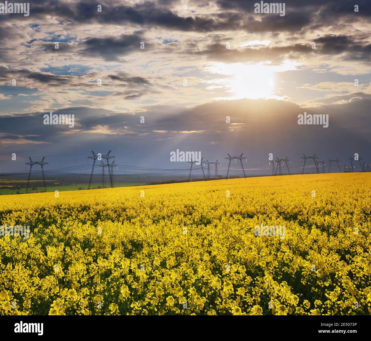 Campo giallo di colza fiorita e cielo blu con nuvole. Sfondo naturale paesaggio Foto Stock