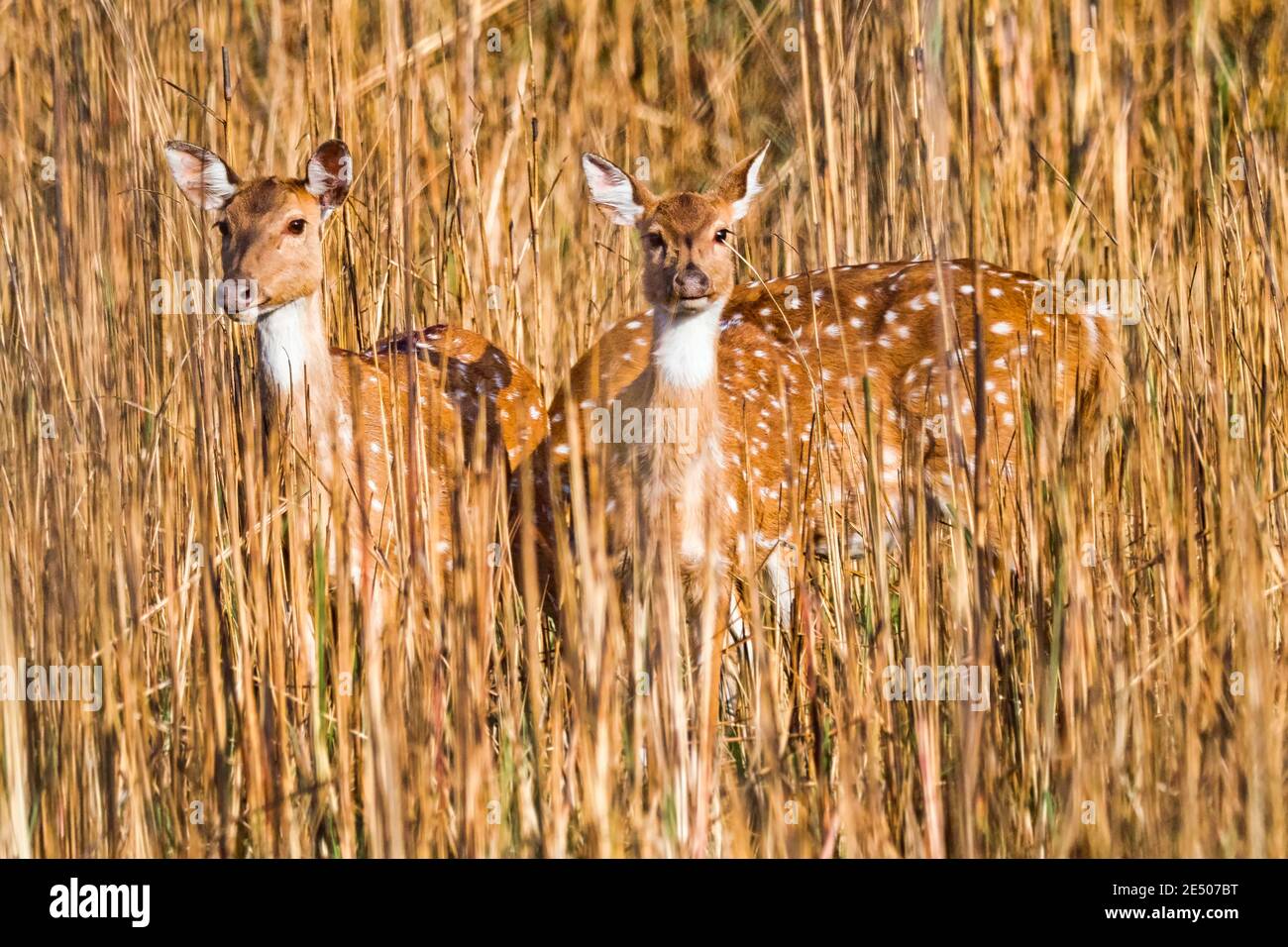 Cervi spotted, Cheetal, asse asse asse, asse Deer, Royal Bardia National Park, Bardiya National Park, Nepal, Asia Foto Stock
