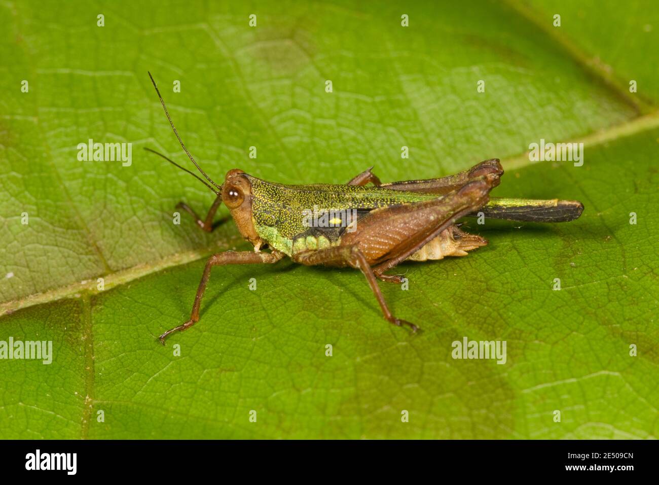 Grasshopper non identificato, Acrididae. Foto Stock