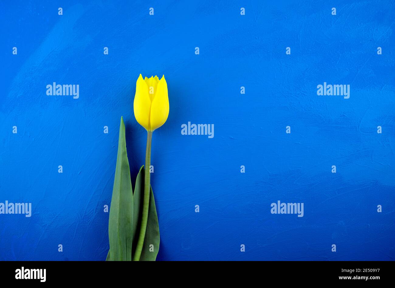 Tulipano fresco giallo piatto posare su sfondo lucido blu grunge astratto struttura acrilica. Piatto, mock-up, overlay, opere d'arte, flora, stagione primaverile. Foto Stock