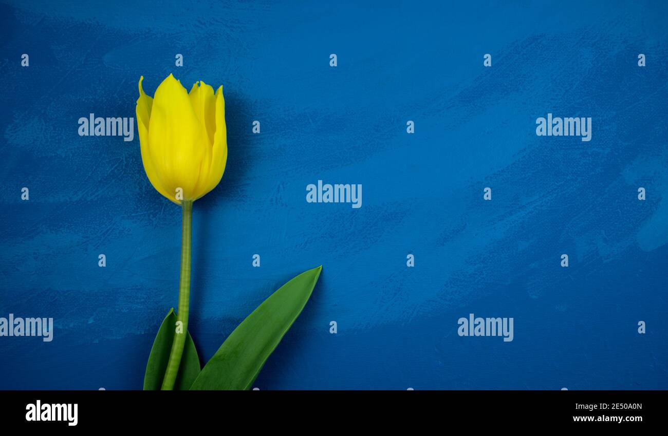 Tulipano giallo piatto adagia su fondo di tessuto acrilico astratto fatto a mano blu scuro grunge. Piatto, mock-up, overlay, opere d'arte, flora, concetto stagionale. Foto Stock