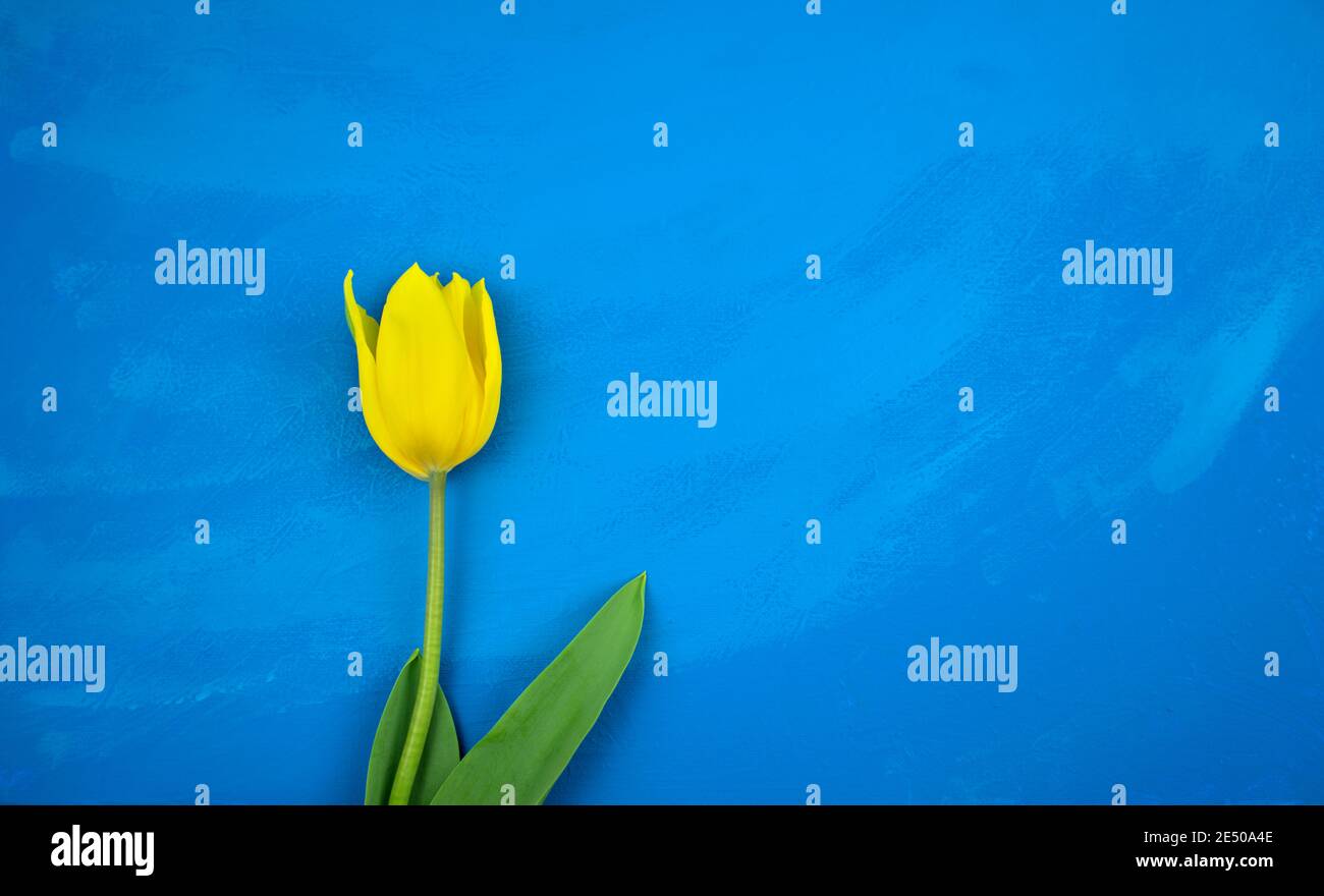 Tulipano giallo piatto adagia su fondo acrilico tessuto astratto fatto a mano blu brillante oceano grunge. Foto Stock