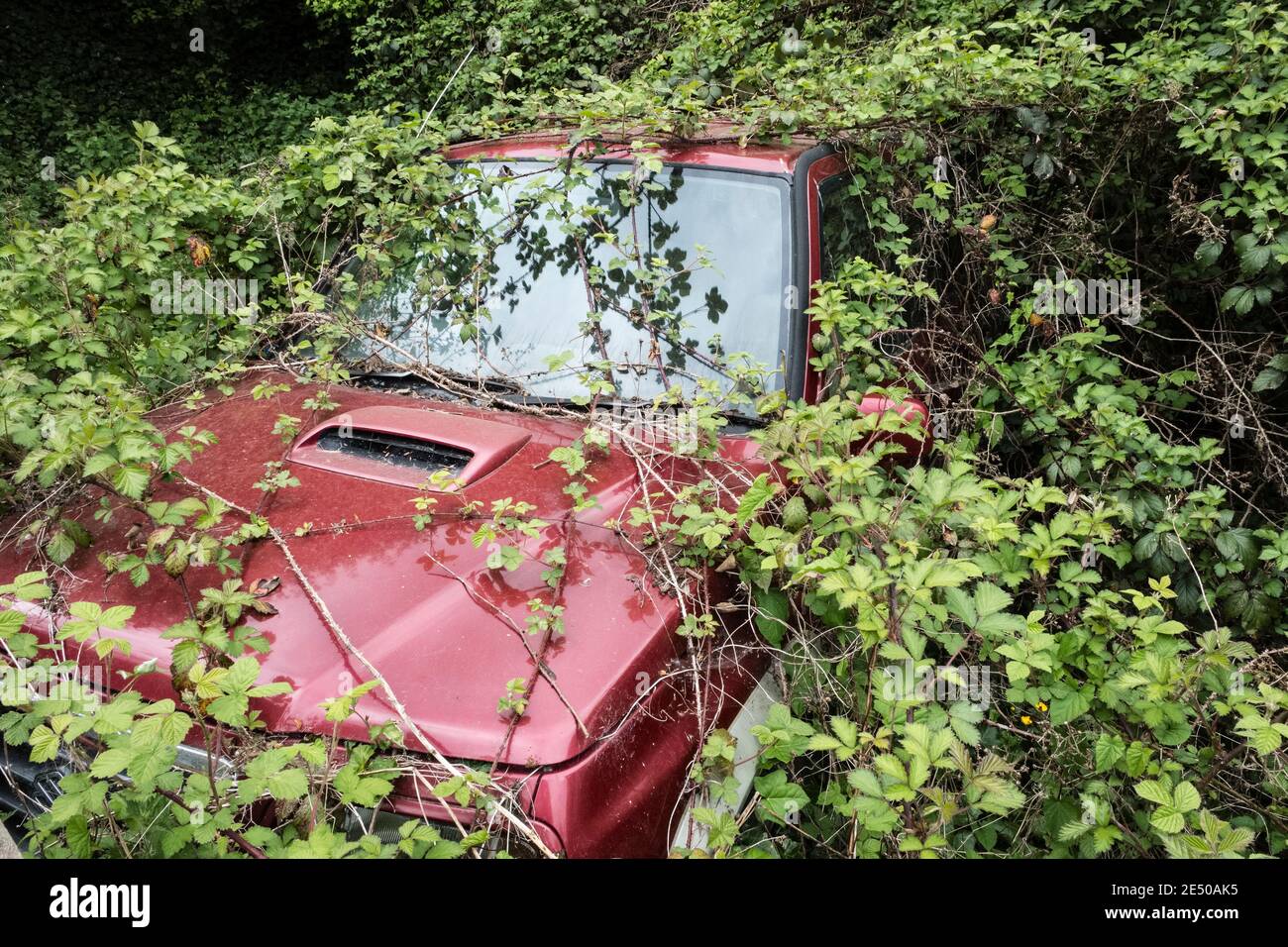 Un'auto abbandonata a metà Galles, Regno Unito, è cresciuta con bramble Foto Stock