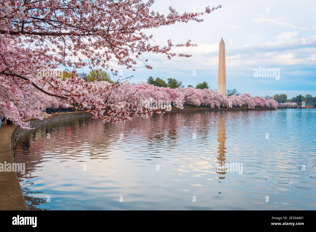 Washington DC; USA al bacino delle maree con Washington Monument nella stagione primaverile. Foto Stock