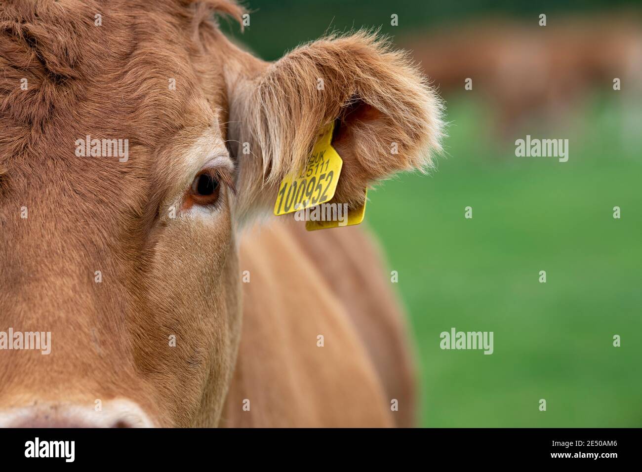 Primo piano di un occhio e orecchio di vacche di manzo limousin, che mostra il numero di etichetta auricolare per l'identificazione. North Yorkshire, Regno Unito. Foto Stock