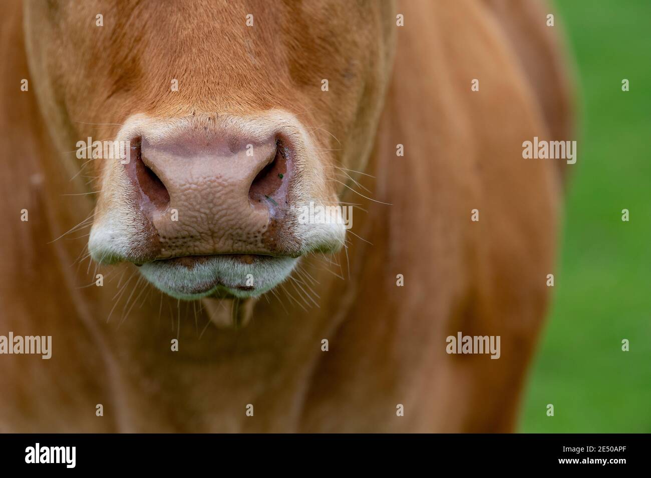 Primo piano di una mucca naso bagnato. Yorkshire, Regno Unito. Foto Stock