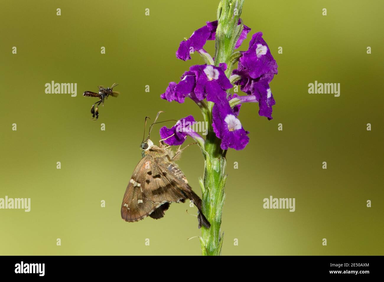 Skipper Butterfly a coda lunga, Urbanus proteus, e l'alimentazione di api senza stingless a fiore di verbena. Foto Stock