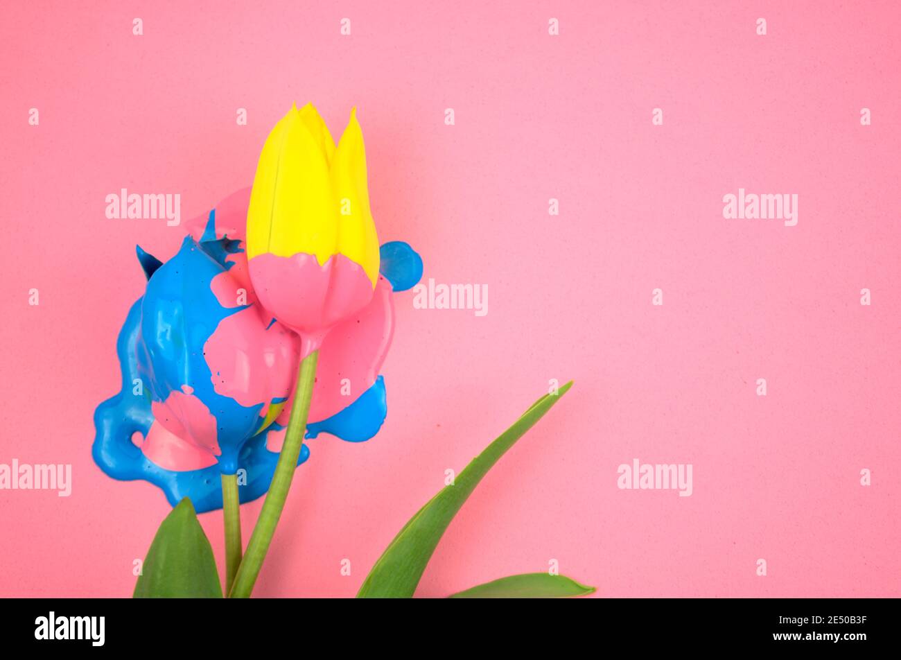 Colorato acrilico e fiore giallo, tulipano piatto posare su fondo rosa chiaro. Gocciolamento vivace candy inchiostro colori medi, blu, rosa su floreale. Foto Stock
