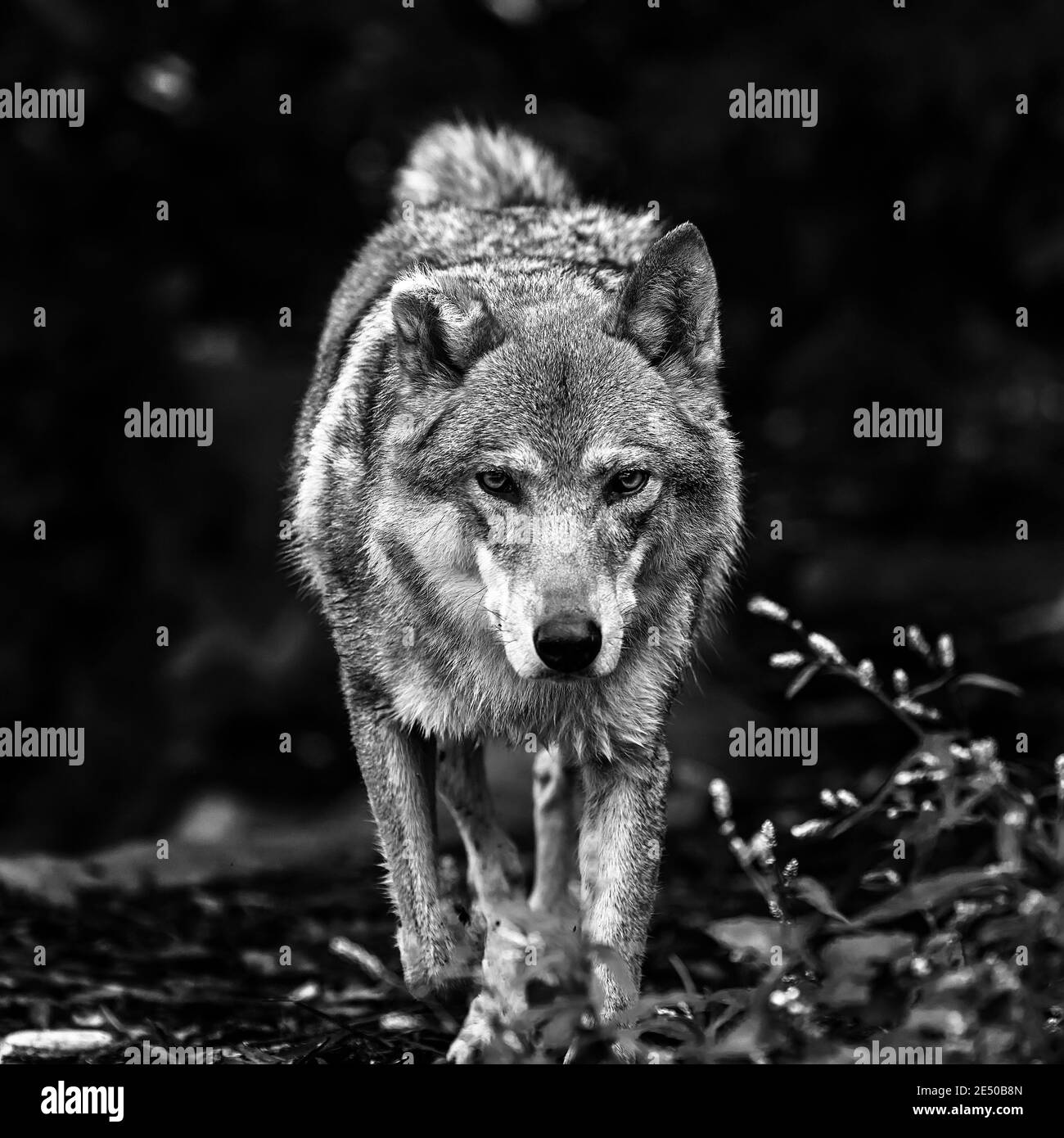 Ritratto di un lupo grigio Canis Lupus, una foto ravvicinata di un predatore. Foto Stock