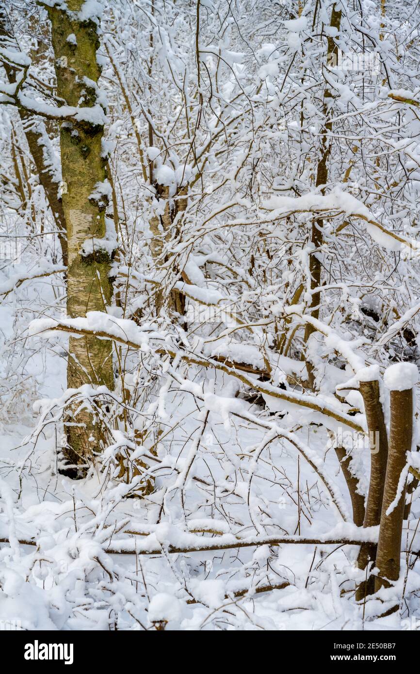 Una foresta coperta di neve bianca. Foto di Scania, Svezia meridionale Foto  stock - Alamy