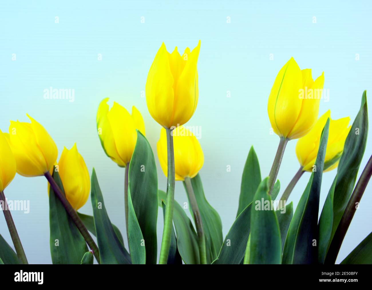 Fiori di tulipani in fiore giallo con sfondo blu chiaro. Foto Stock