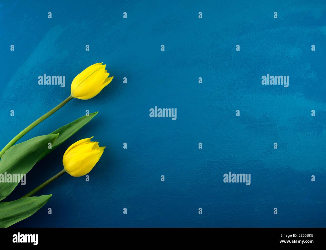 Tulipano giallo brillante fiori piatto adagia su fondo artigianale classico blu grunge astratto acrilico texture. Foto Stock