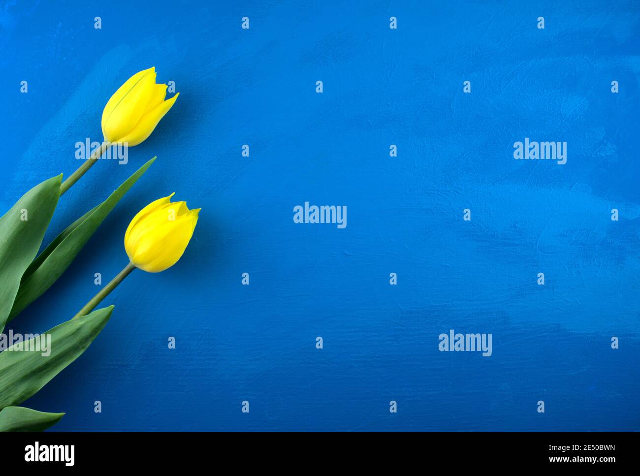 Giallo tulipano fiori piatto posare su fatto a mano blu brillante oceano grunge astratto trama acrilica sfondo. Foto Stock