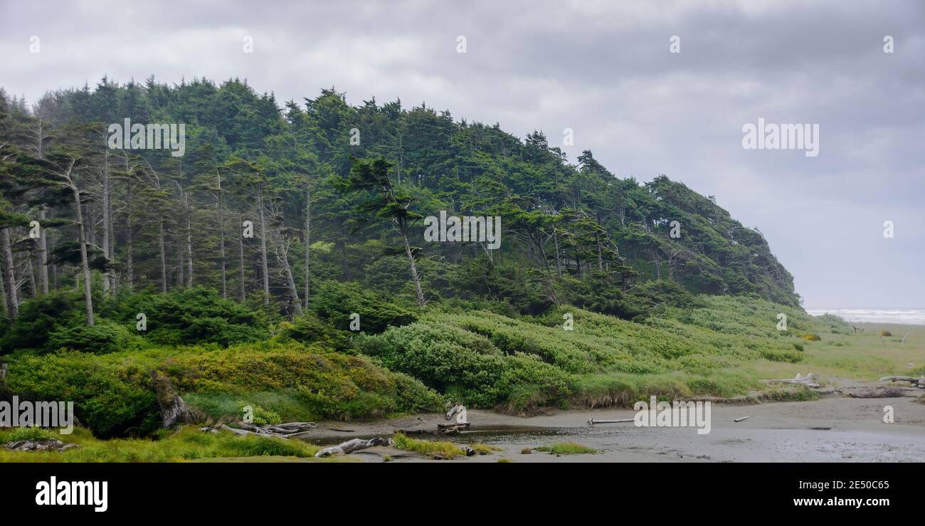 Alberi spazzati dal vento a Copalis Beach sulla costa di Washington. Foto Stock