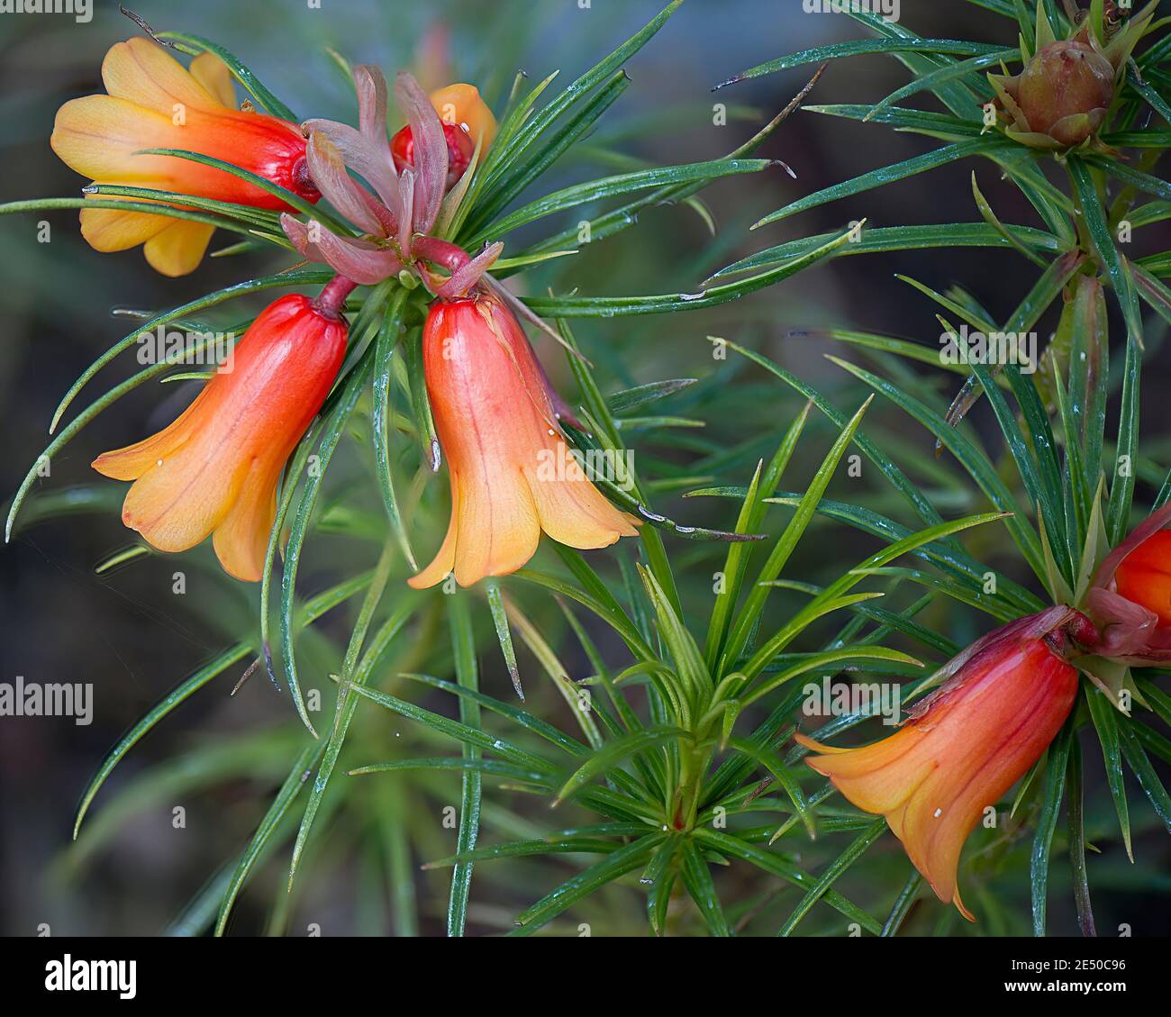 Primavera arancione e rododendro rosso fiorisce al Weyerhaeuser Rhododendron Specie Fondazione Giardino Foto Stock