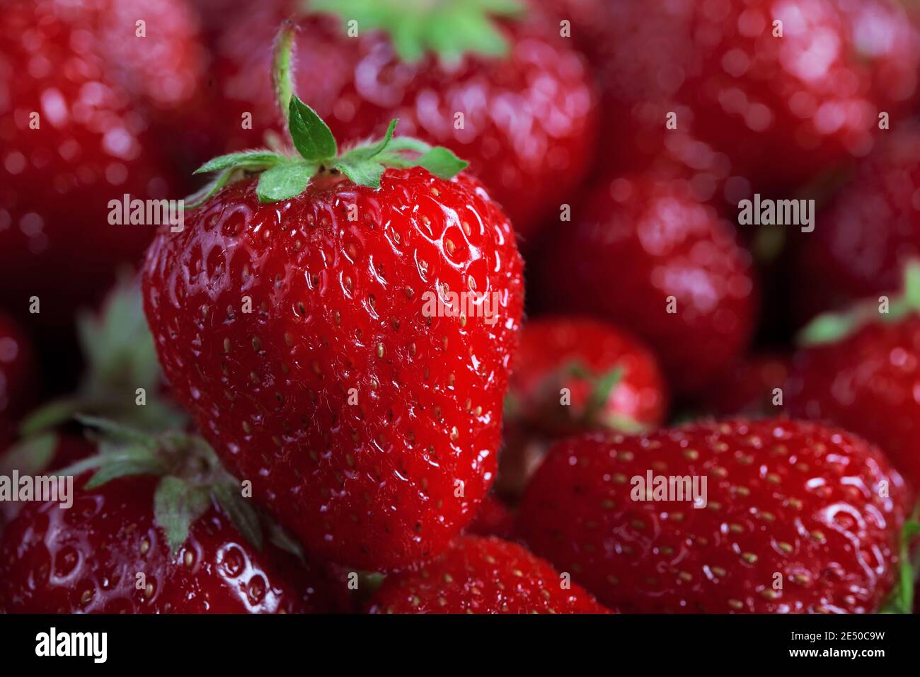 foto macro di fragole fresche di grandi dimensioni contro molti sfondo di fragole sfocate, orizzontali Foto Stock