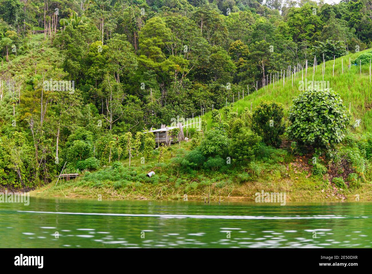 campo di riso su una collina lungo il fiume nel Batang ai regione della Malesia Foto Stock
