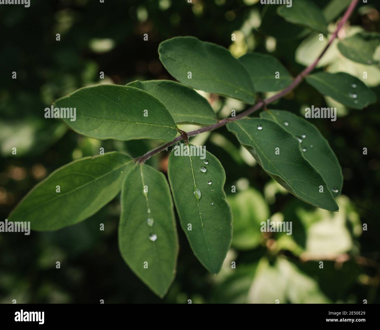 New Fallen Rain cade seduto sulle foglie, Nahant, Massachusetts, Stati Uniti Foto Stock