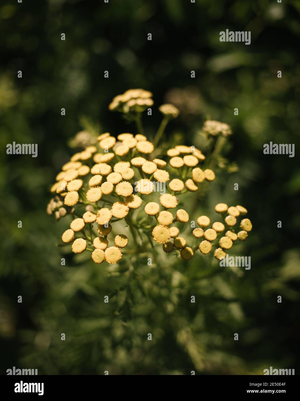Primo piano di piccoli fiori gialli in erba con profondità di campo poco profonda, Nahant, Massachusetts, Stati Uniti Foto Stock